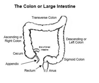 The Colon or Large Intestine, Rectum and Anus